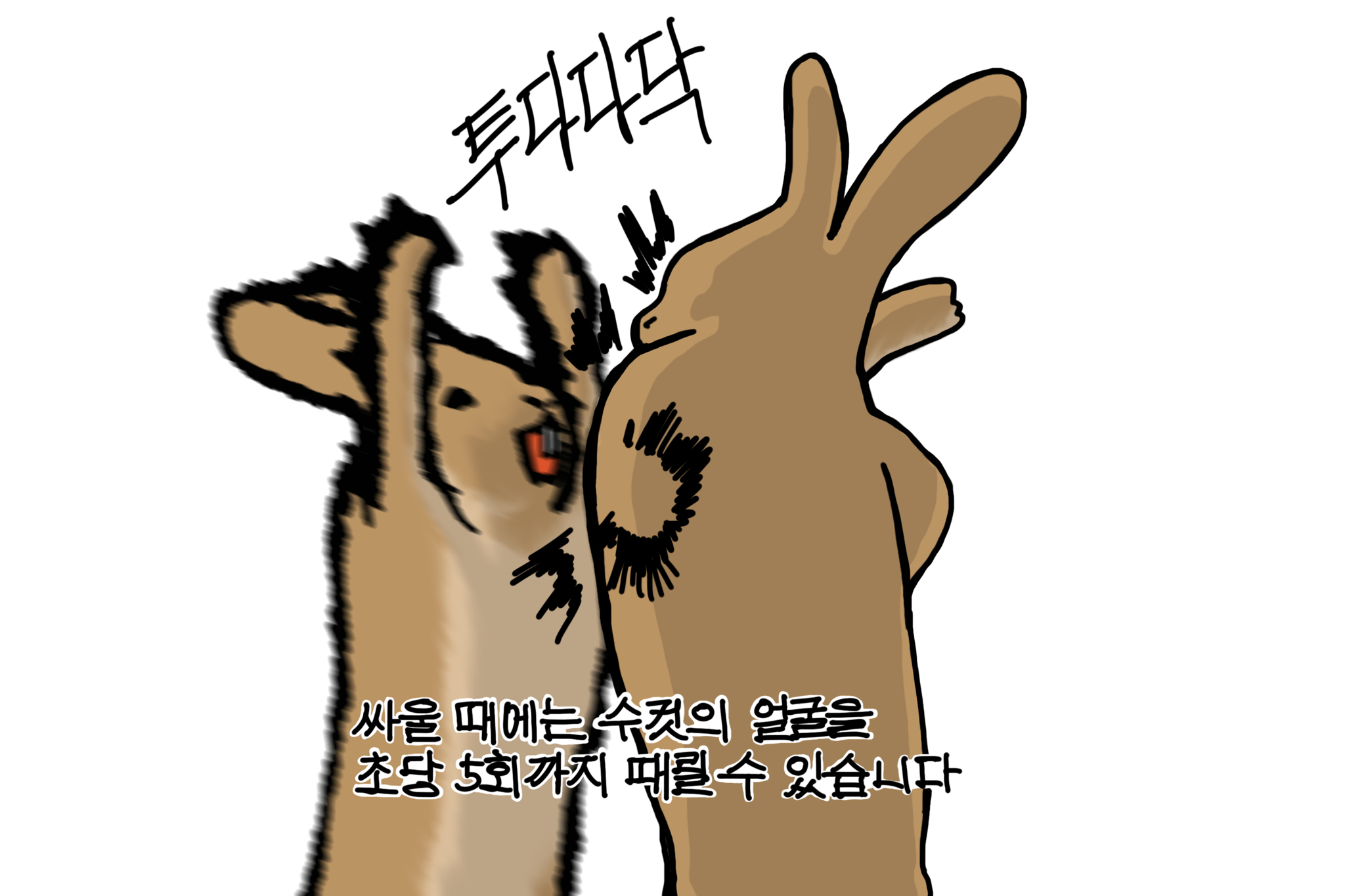 다투는 토끼 부부